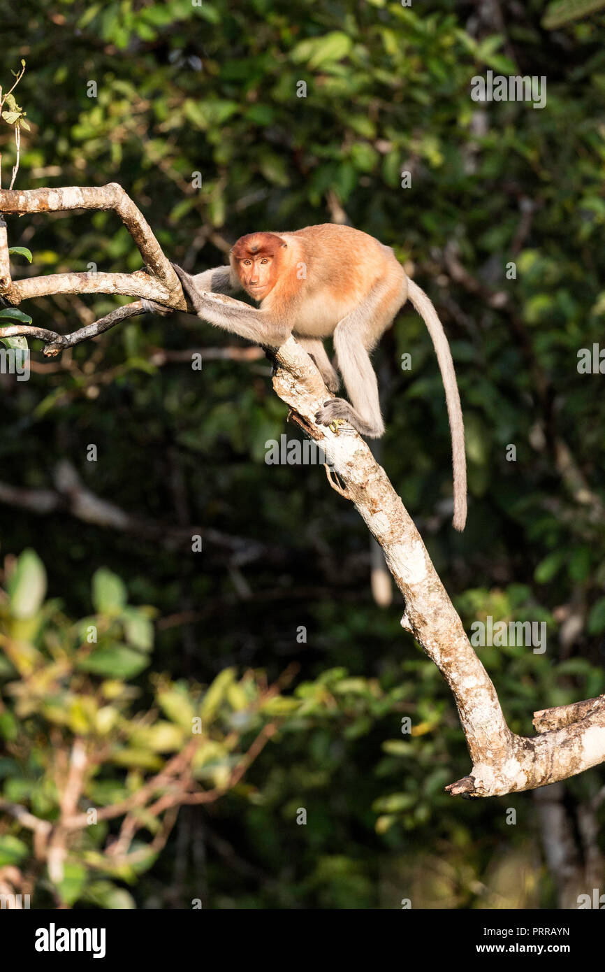 Young proboscis monkey (Nasalis larvatus), high in the treetops, Tanjung Puting National Park, Borneo, Indonesia. Stock Photo