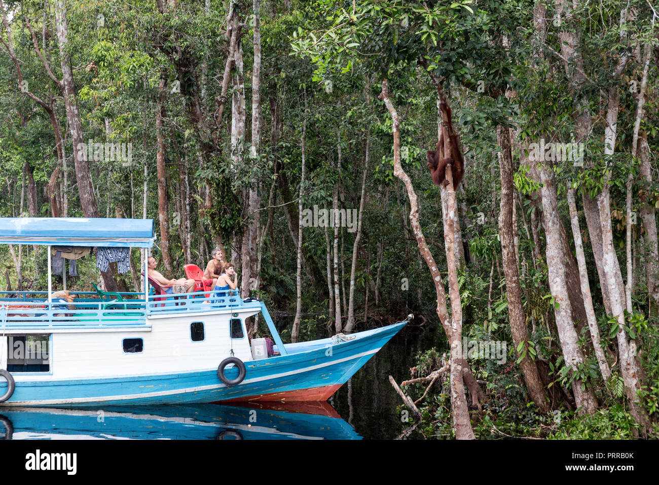Tourists marveling at an orangutan (Pongo pygmaeus), hanging from the trees, Camp Leakey dock, Borneo, Indonesia. Stock Photo