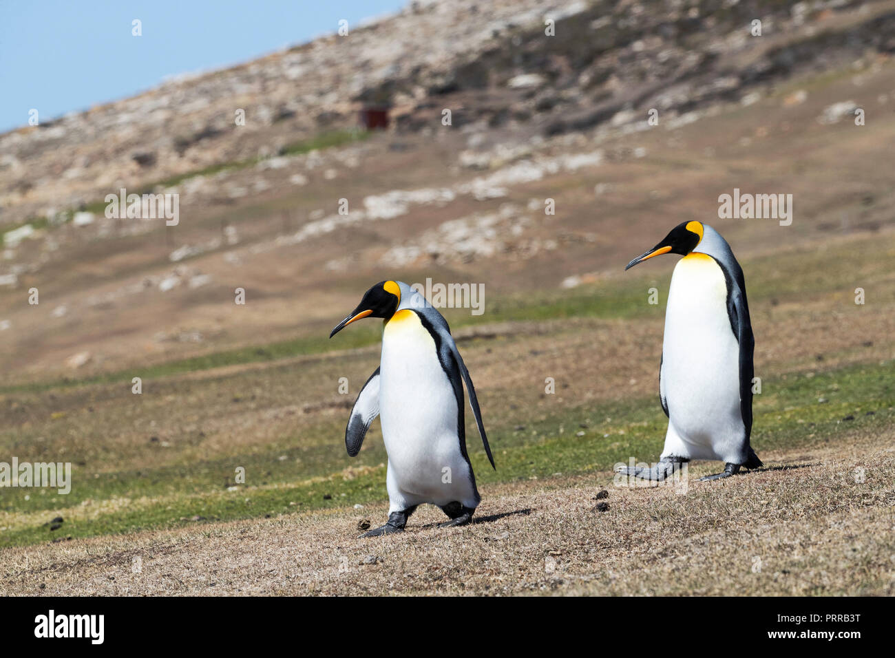 Adult King penguins, Aptenodytes patagonicus, Saunders Island, Falklands Stock Photo