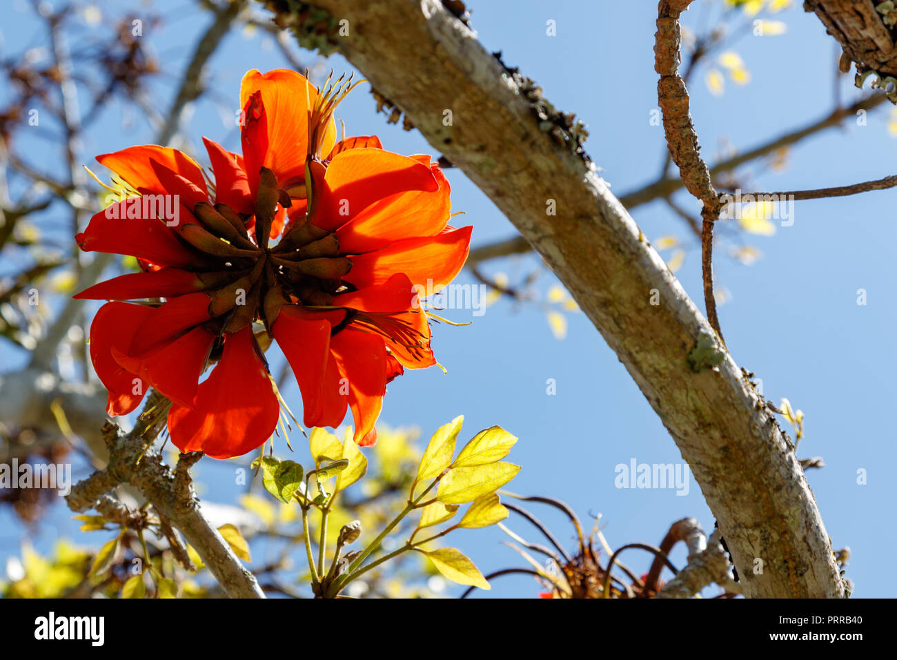 Bright Orange flower growing in the tree in the field Stock Photo