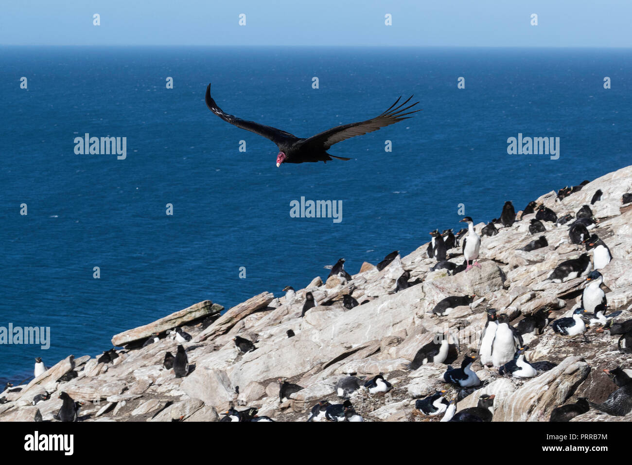 Adult turkey vulture, Cathartes aura, in flight over Saunders Island, Falklands Stock Photo