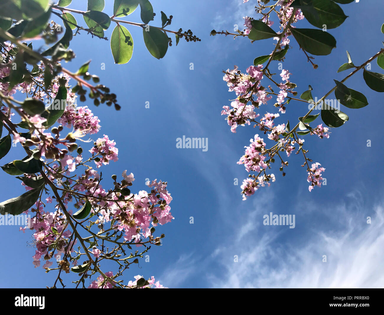 Tabebuia rosea is a Pink Flower neotropical tree and blue sky. common name Pink trumpet tree, Pink poui, Pink tecoma, Rosy trumpet tree, Basant rani Stock Photo
