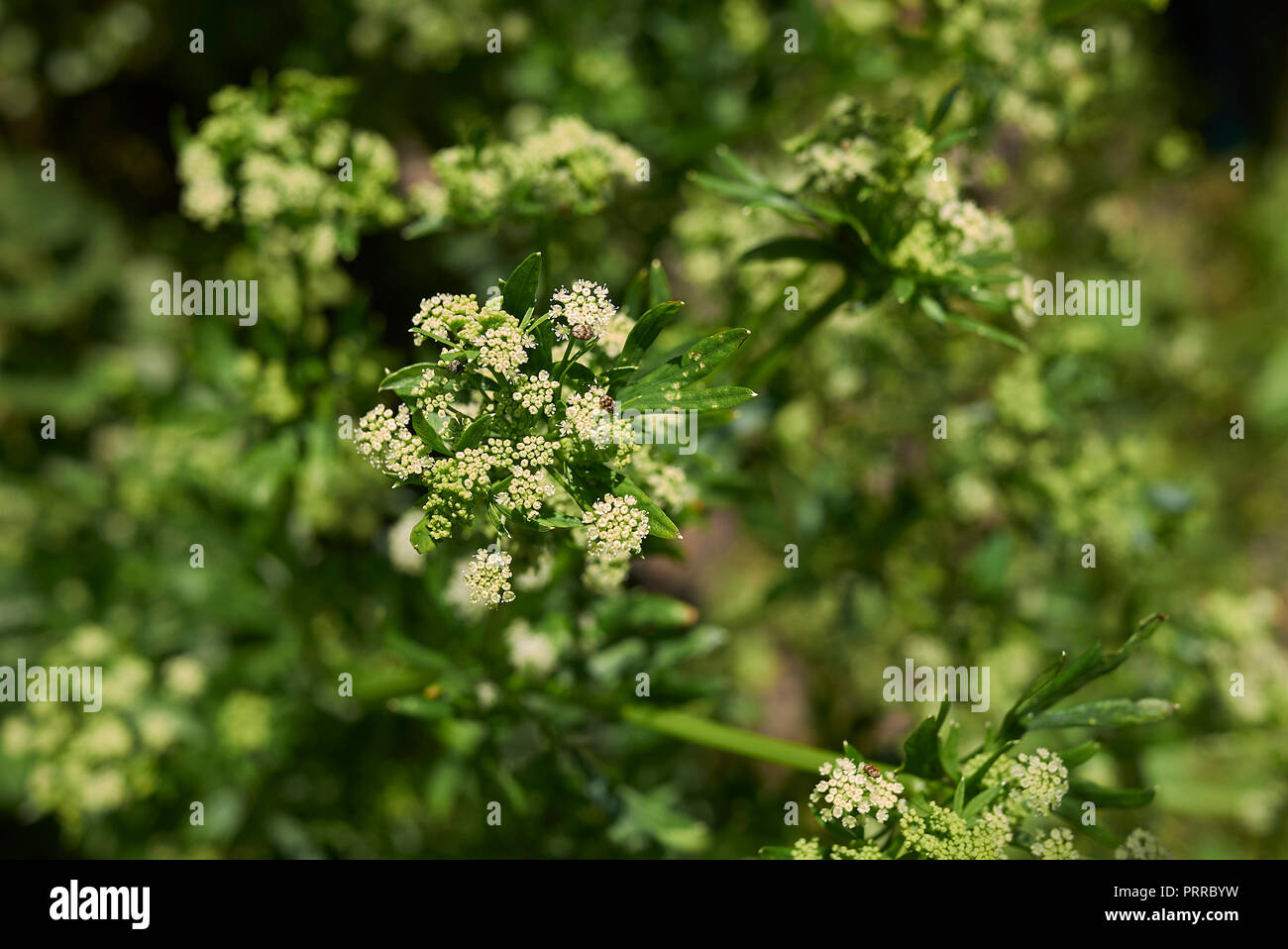 white flowers of celery Stock Photo Alamy