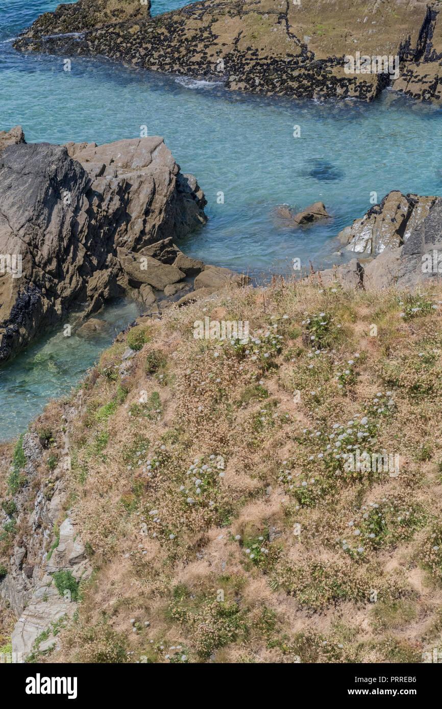 Patch of Wild Carrot / Daucus carota in flower on cliff top. Stock Photo