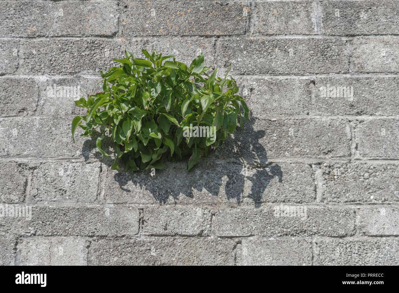 Red Valerian / Centranthus ruber plant growing out of a concrete wall