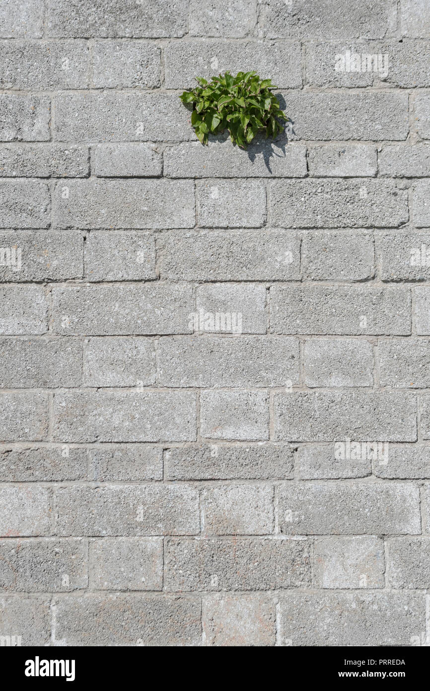 Red Valerian / Centranthus ruber plant growing out of a concrete wall