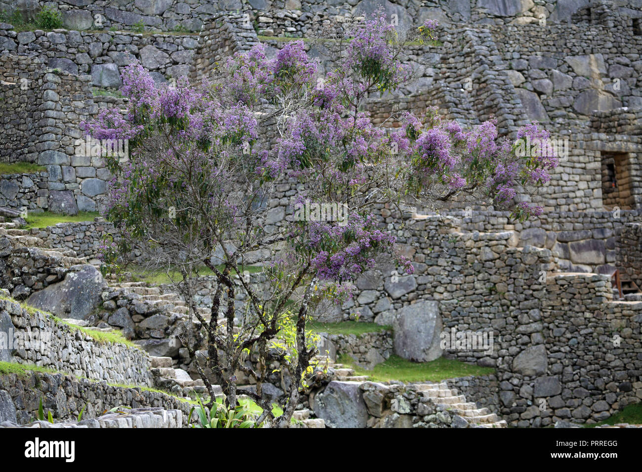 purple and violet blossoms of tree with Inca ruins in background Stock Photo