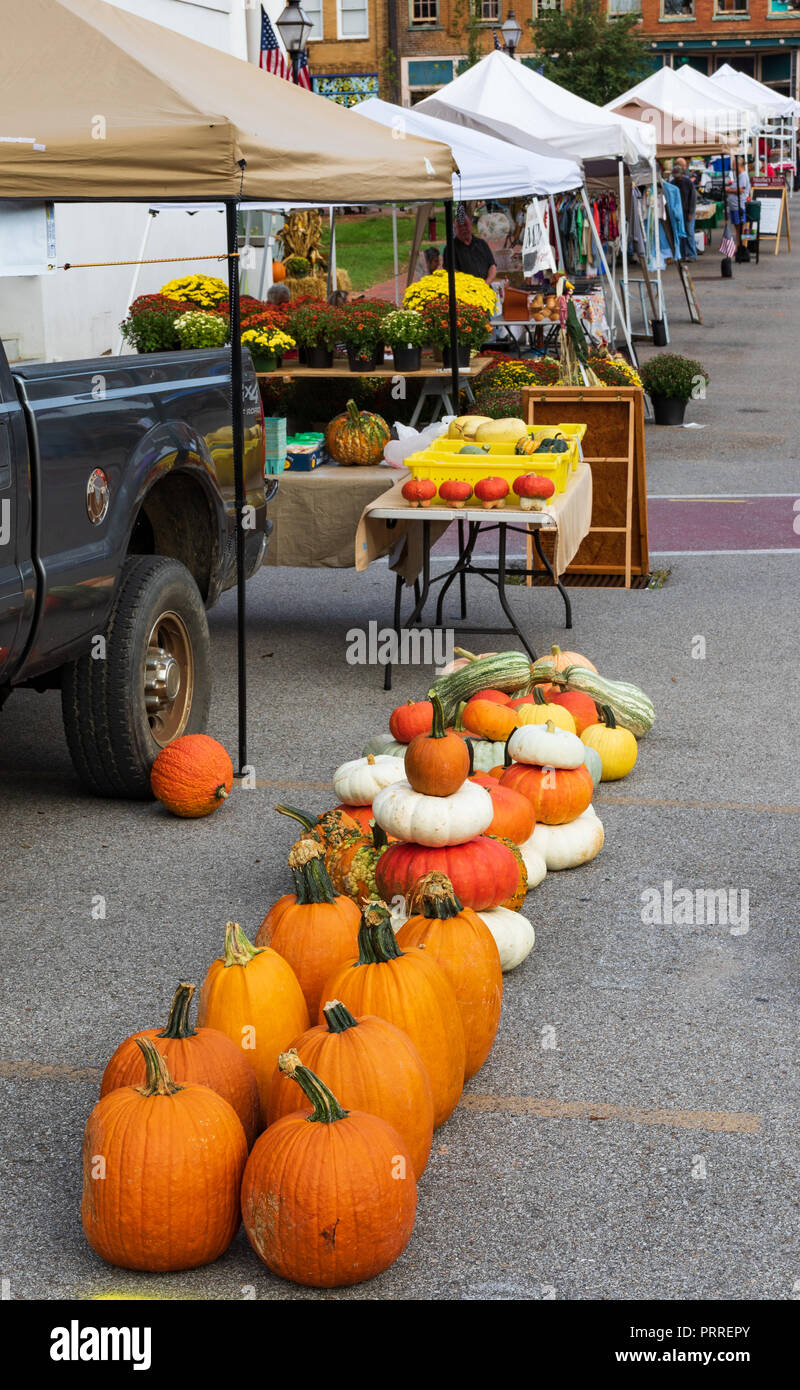 Colorful autumn display mums pumpkins hi-res stock photography and ...