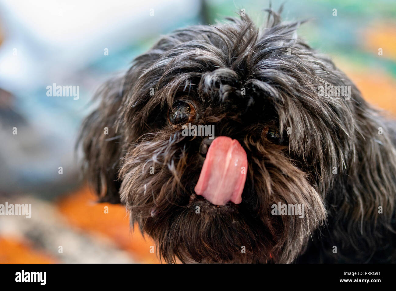 Black dog with long hair dog licking nose Stock Photo