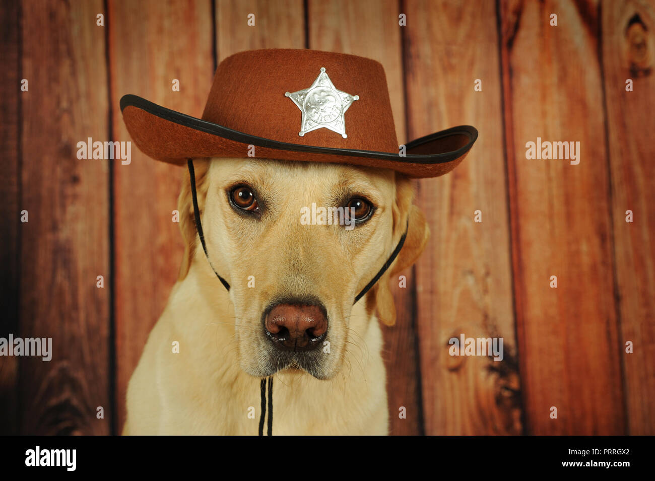 Labrador Retriever, yellow, male with cowboy hat, animal portrait, Austria Stock Photo