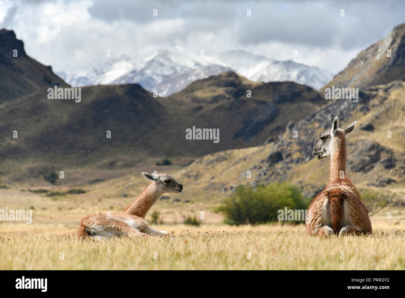 Guanacos (Lama guanicoe), dam and young animal in the Patagonia Park, Careetera austral, Chacabuco Valley, Aysen, Patagonia Stock Photo