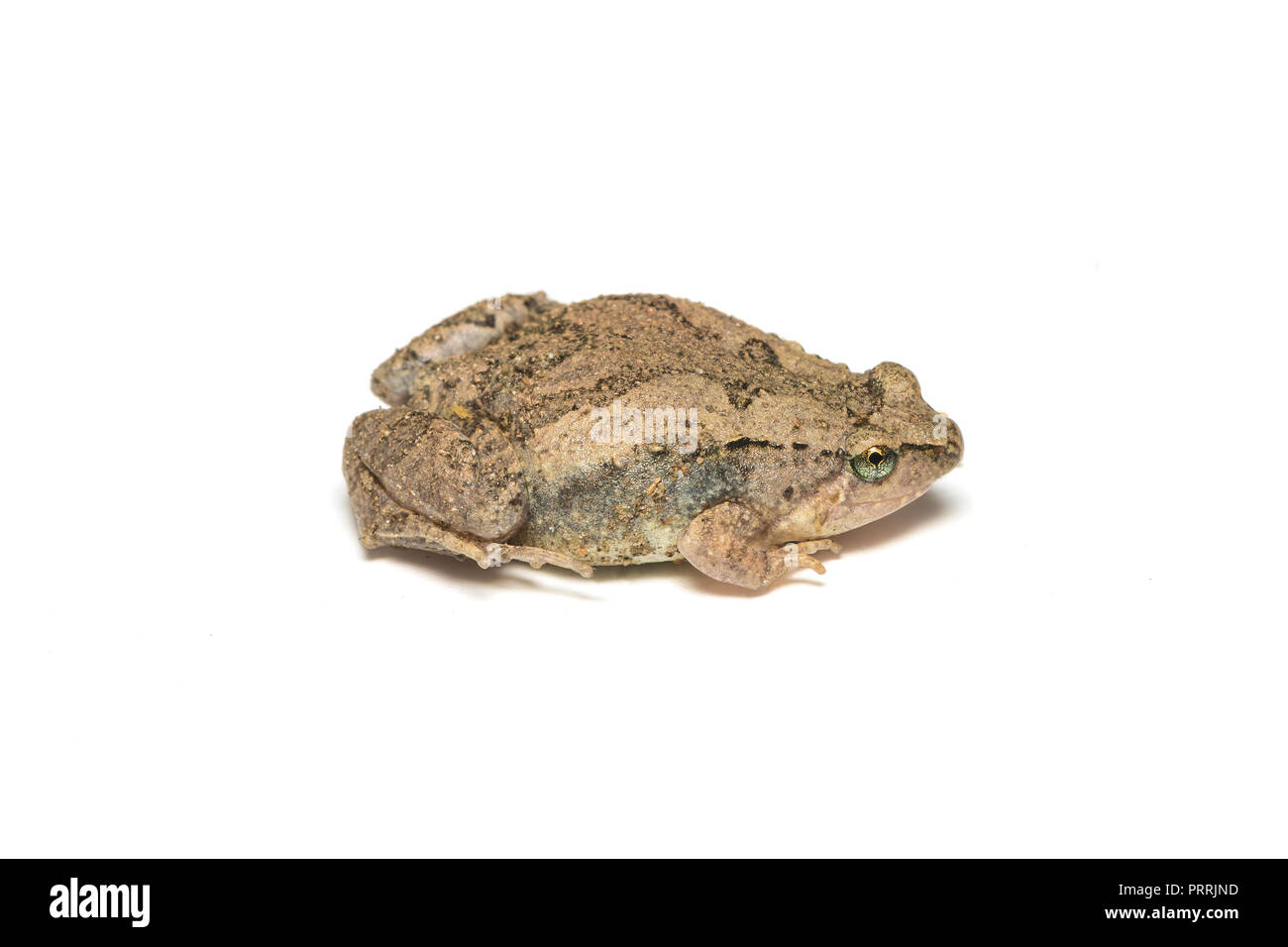 Asian painted bullfrog hires stock photography and images Alamy
