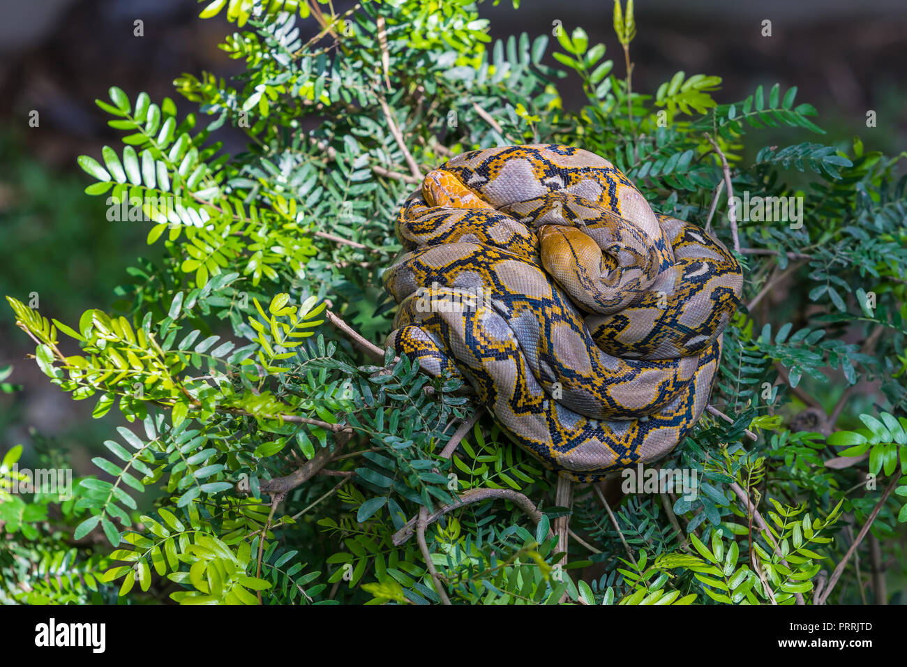 Two asiatic rock pythons are mating on the tree top Stock Photo - Alamy
