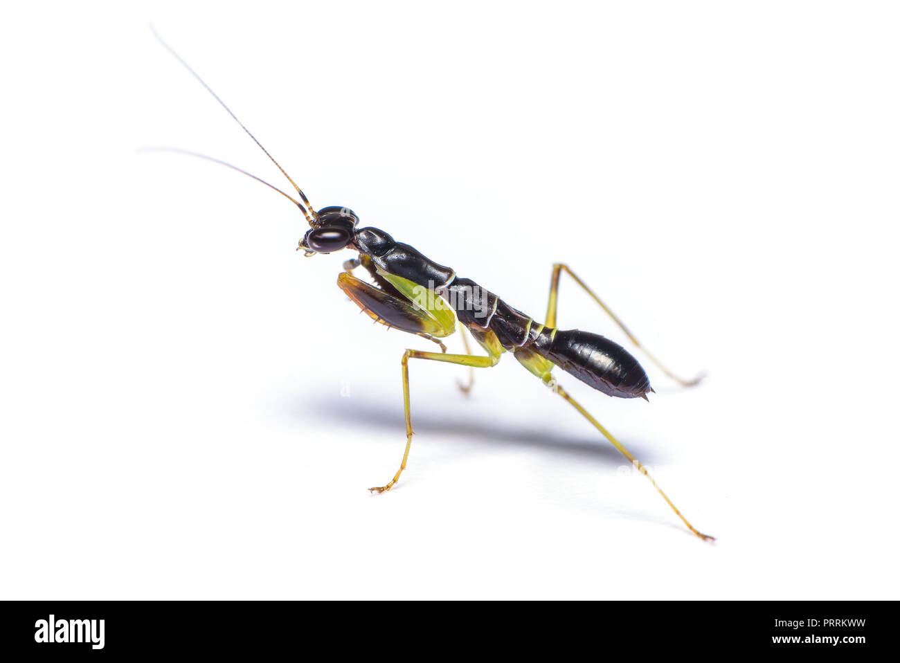 Asian Ant Mantis or Odontomantis planiceps. In its nymph stages this small mantis mimics and feeds on ants. Stock Photo