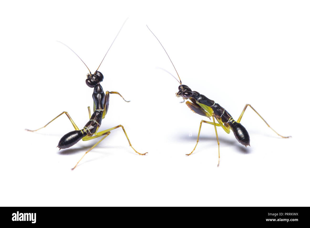 Asian Ant Mantis or Odontomantis planiceps. In its nymph stages this small mantis mimics and feeds on ants. Stock Photo