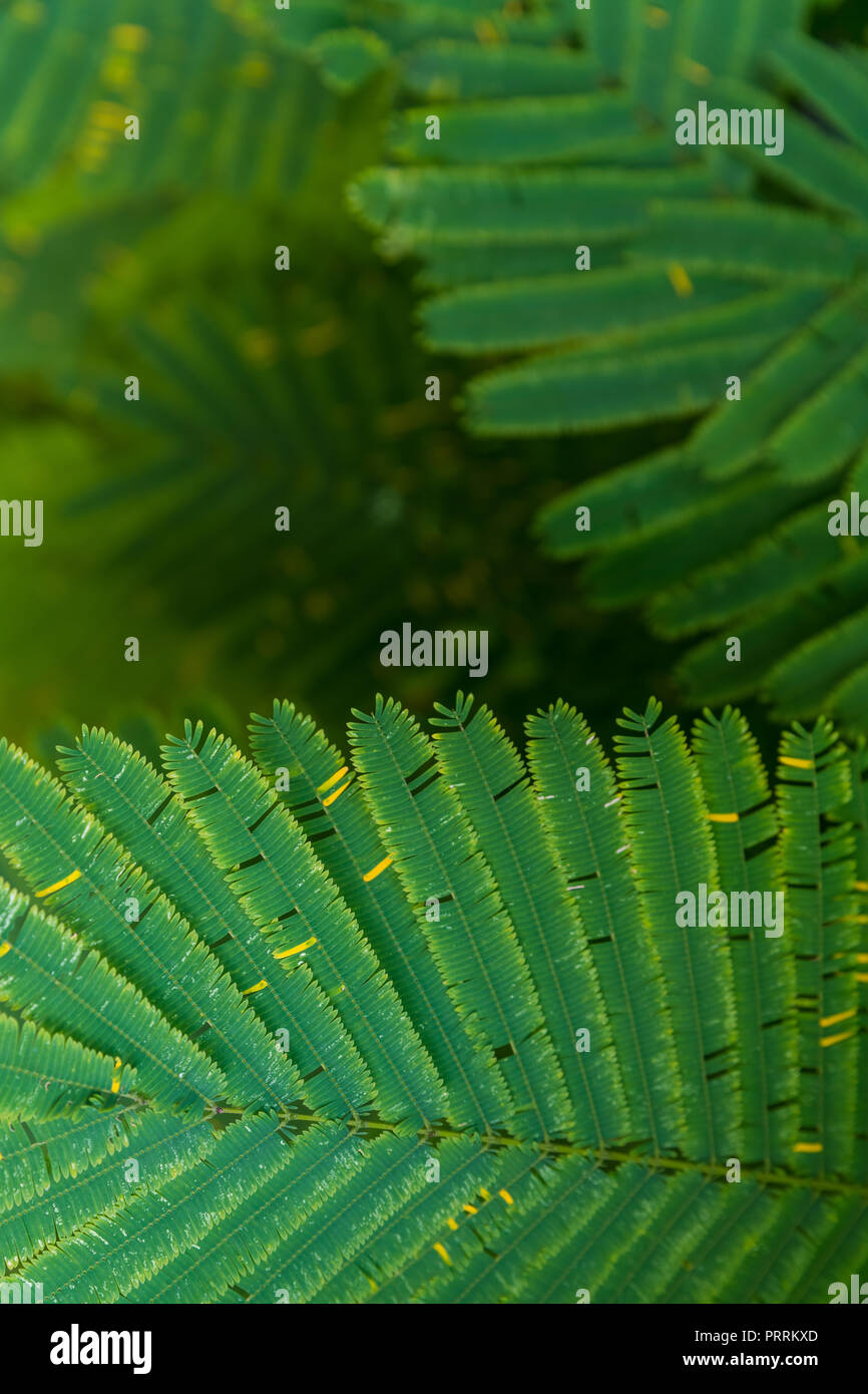 Senegalia pennata leaf for background Stock Photo