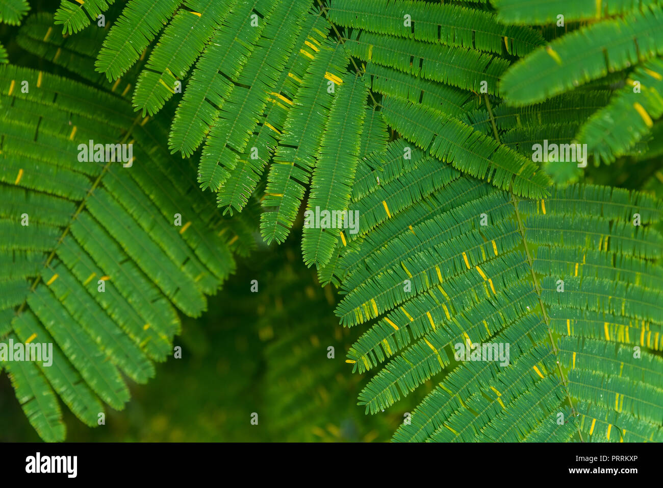 Senegalia pennata leaf for background Stock Photo
