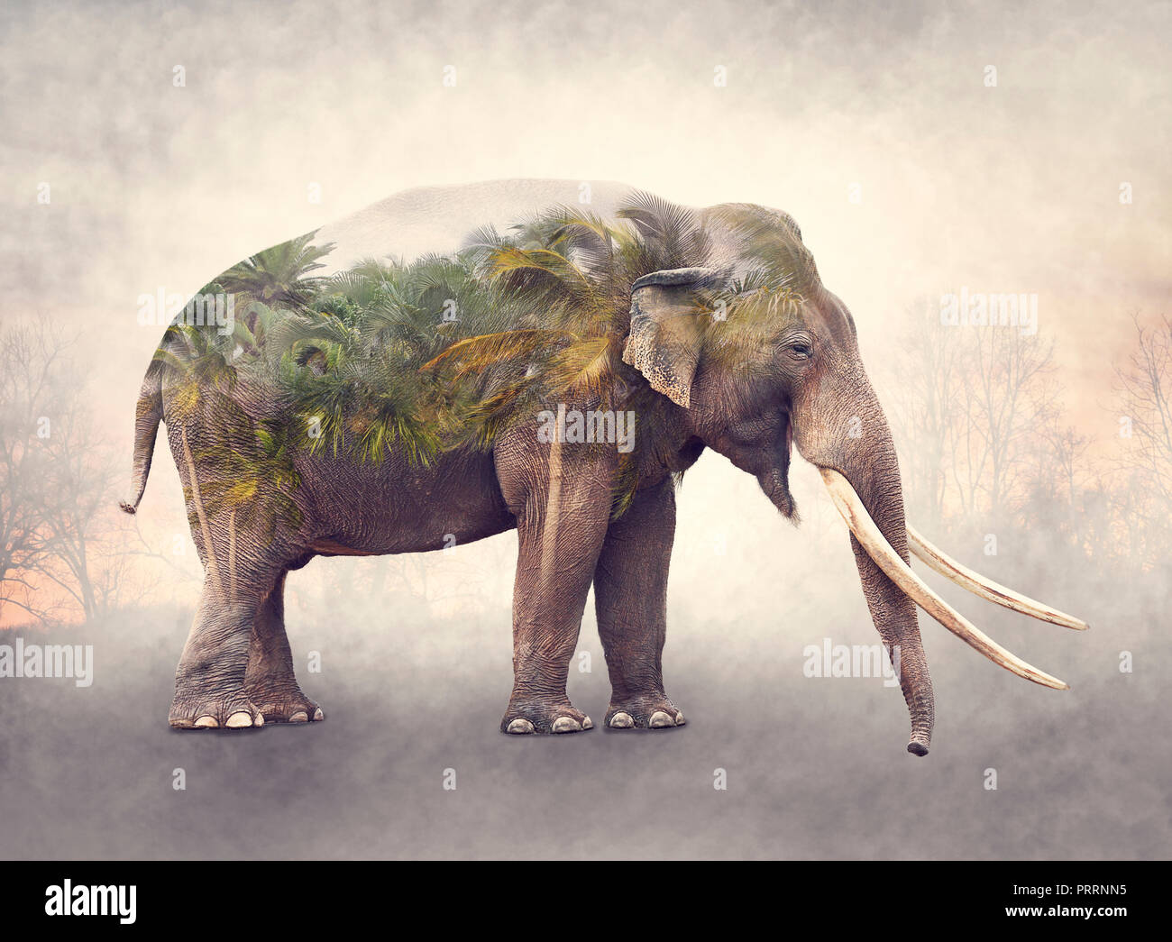 Double exposure wildlife hi-res stock photography and images - Alamy