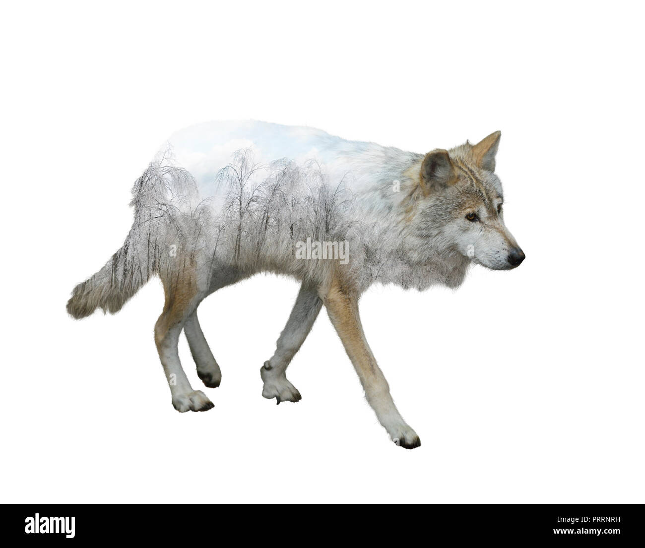 wolf double exposure in the winter time Stock Photo