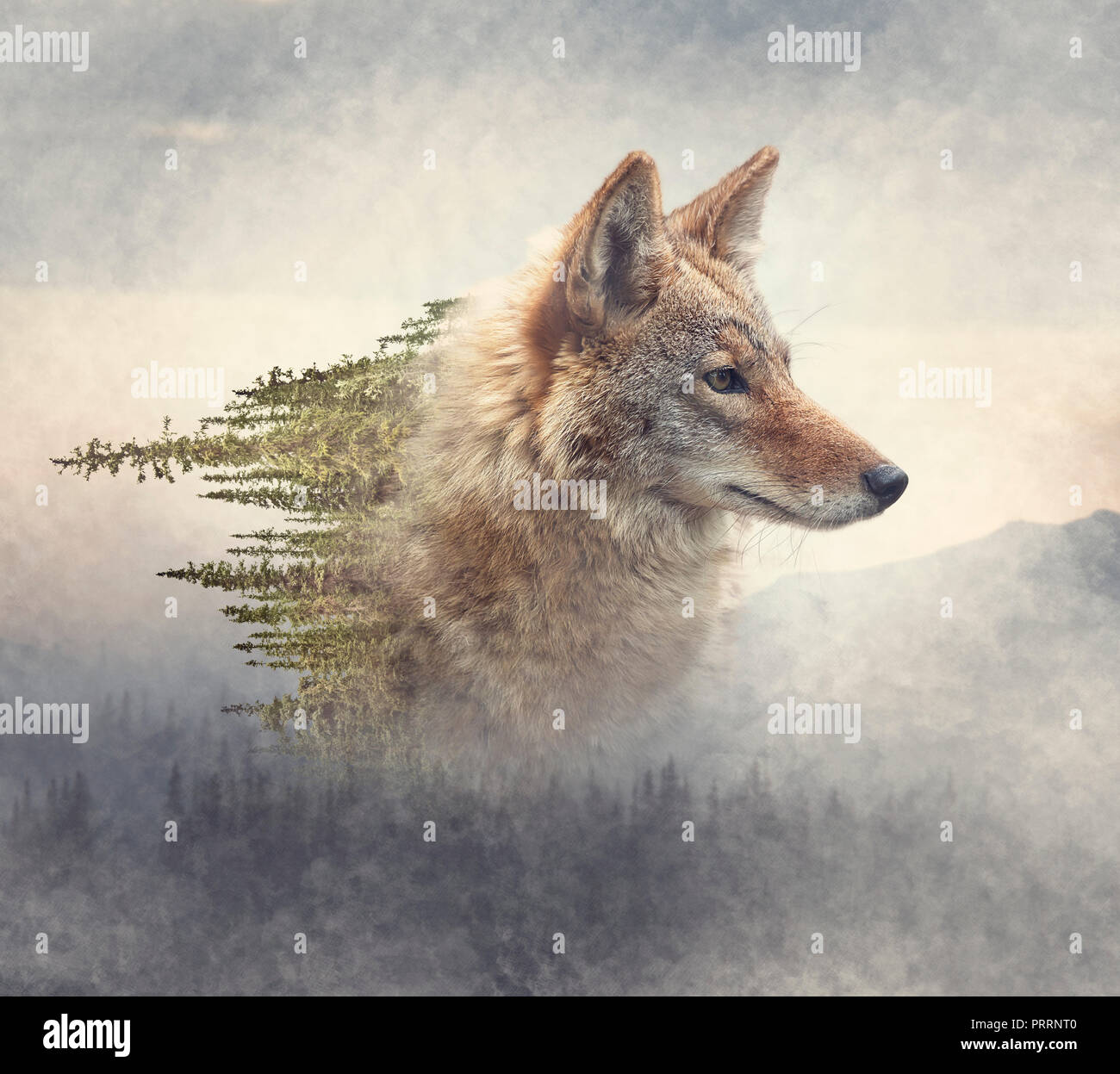 Double exposure portrait animal hi-res stock photography and images - Alamy