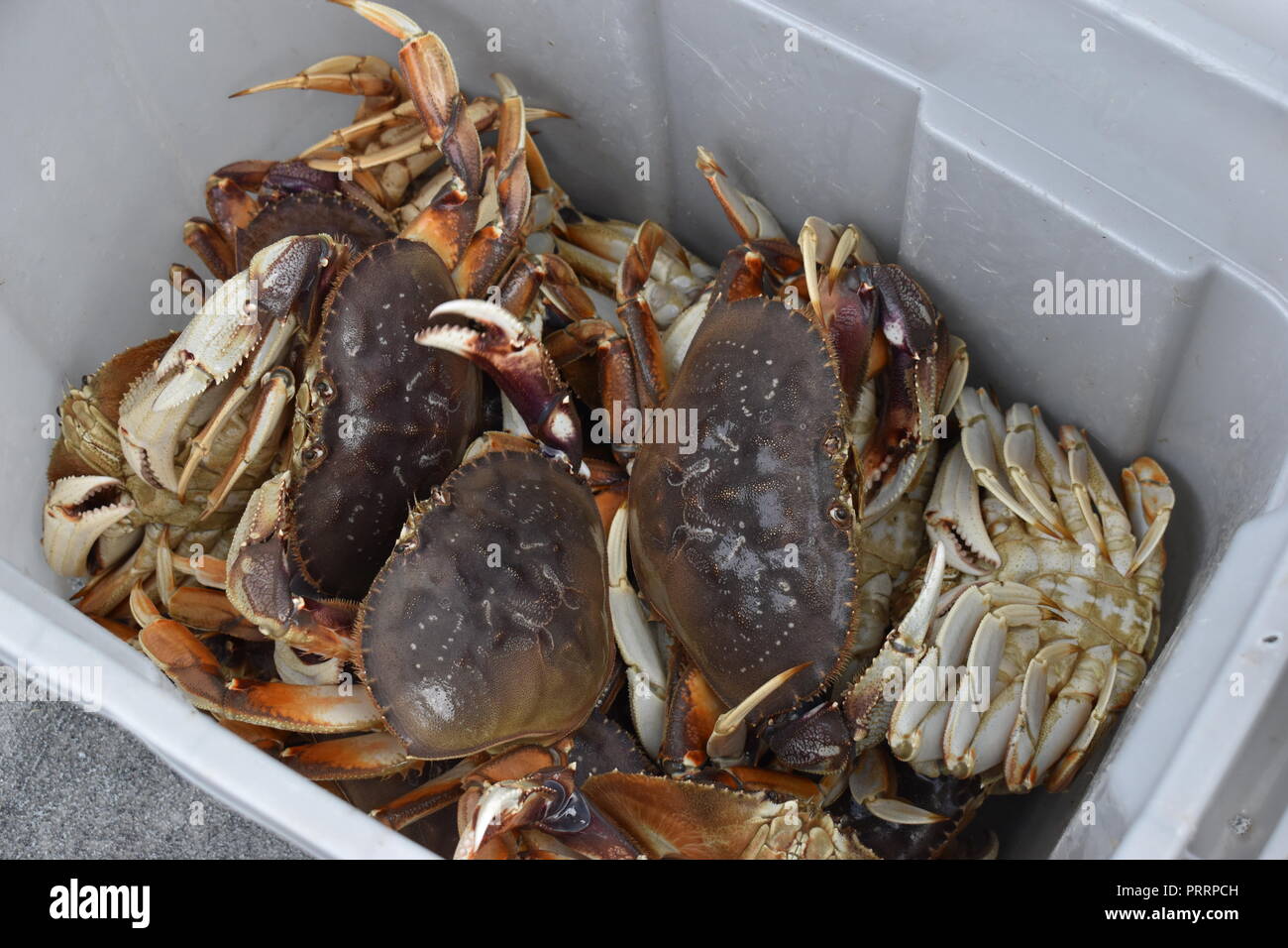 crabbing on the Oregon coast Stock Photo