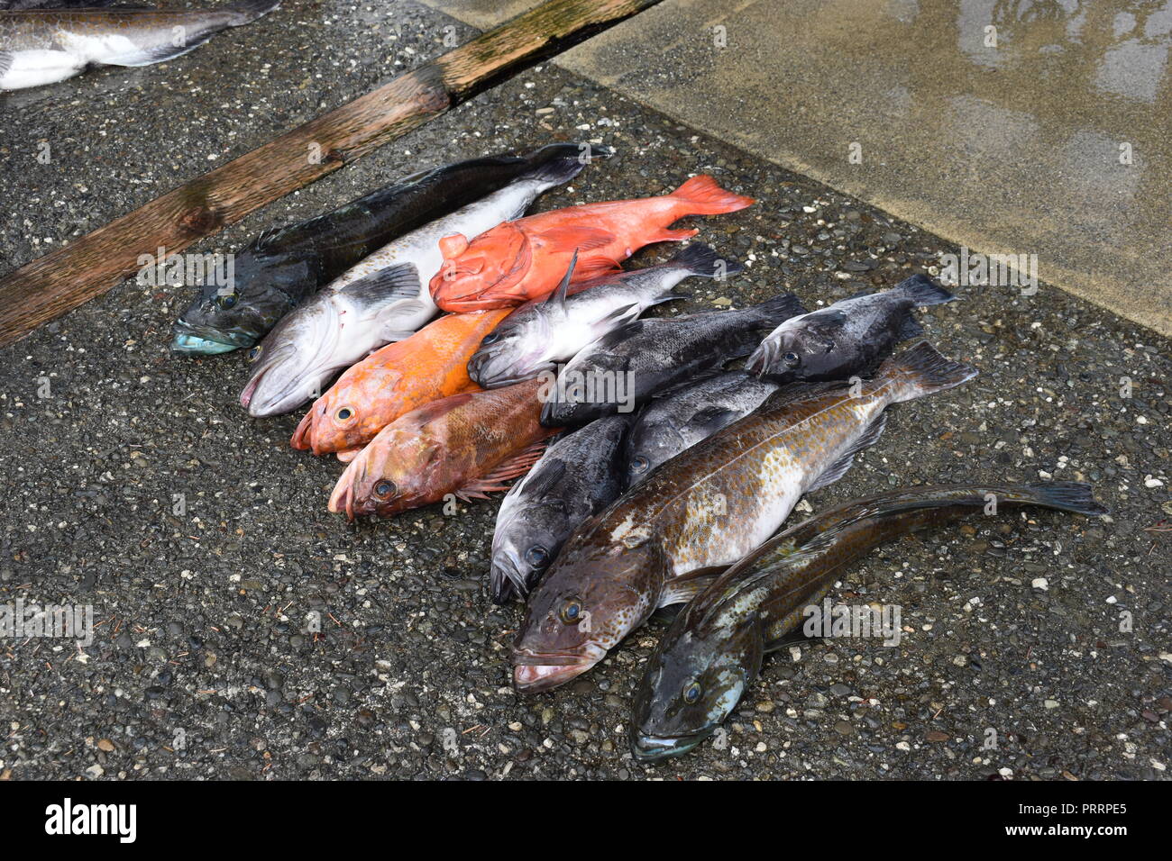 Rock fish and Ling Cod caught in Gold Beach, Oregon Stock Photo Alamy