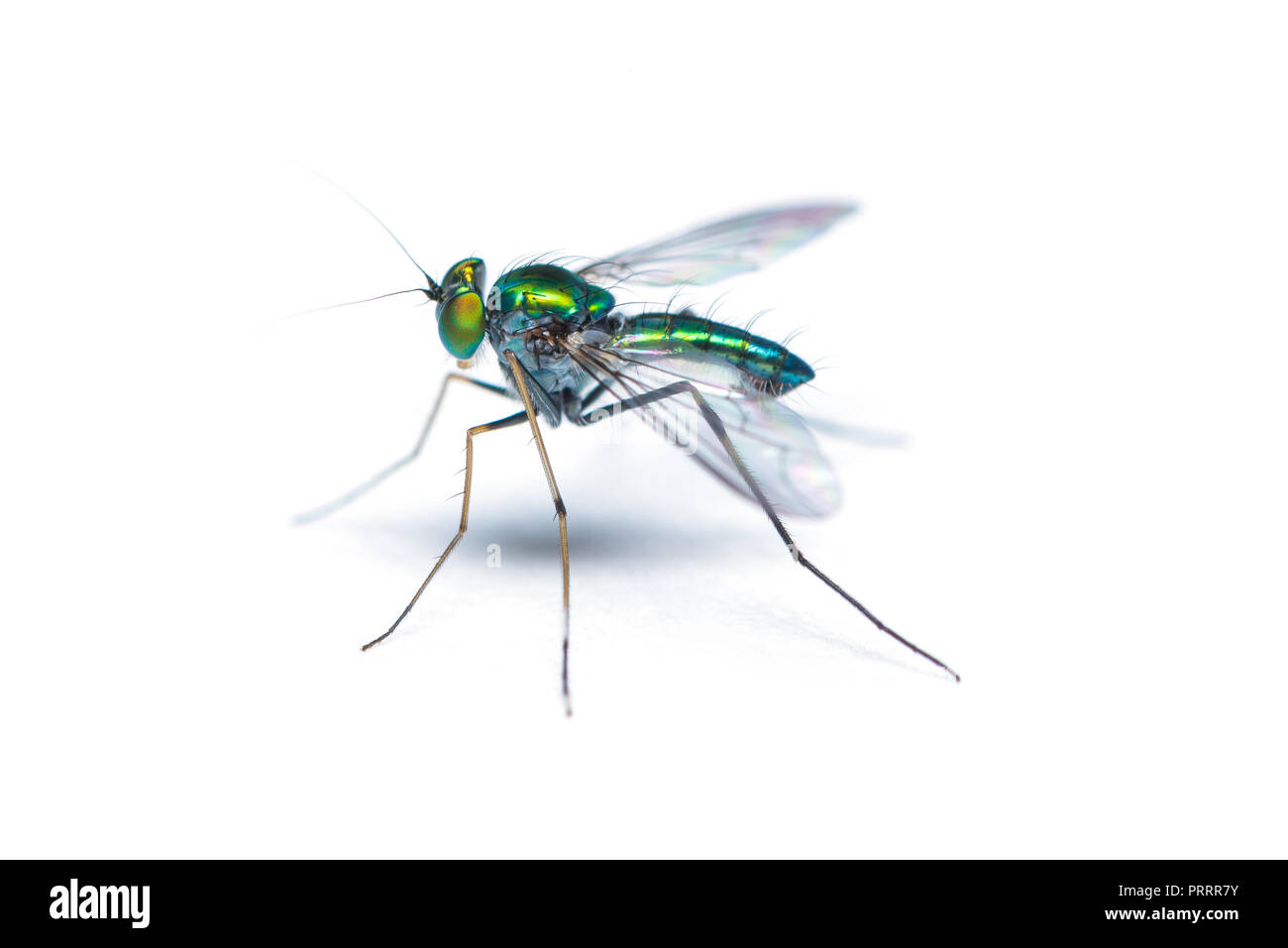 Green-to-blue metallic lustre long legged fly isolated on white background Stock Photo