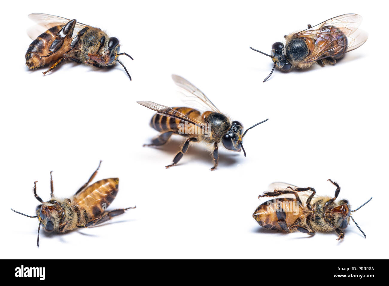 A close up photo of dead honey bee on white background. Stock Photo