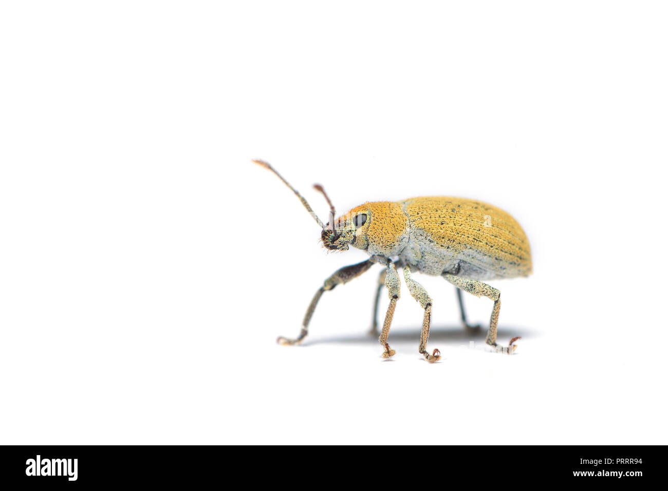 Short-nosed snout beetle or weevil isolated on white background Stock Photo
