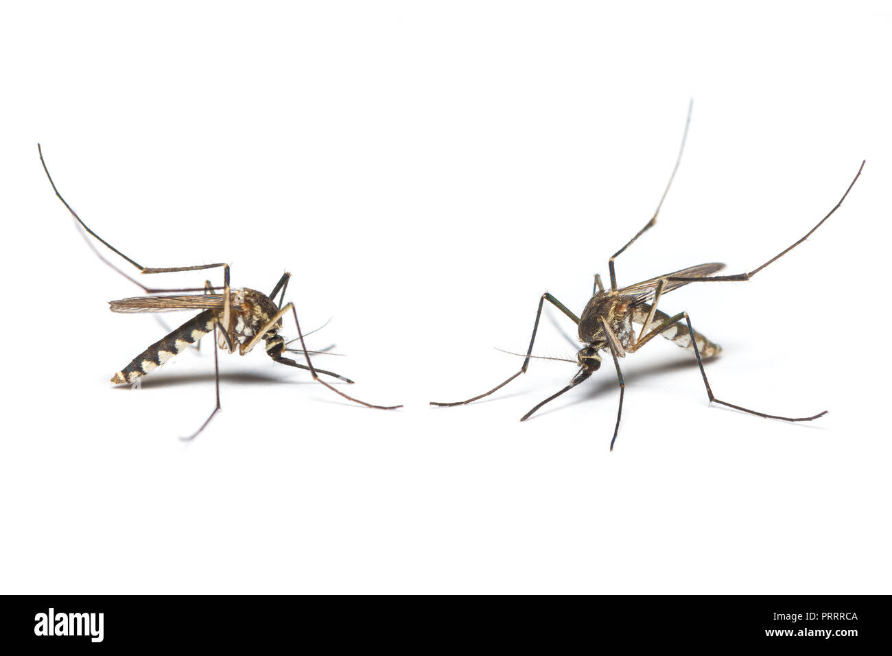 Two mosquitoes isolated on white background Stock Photo