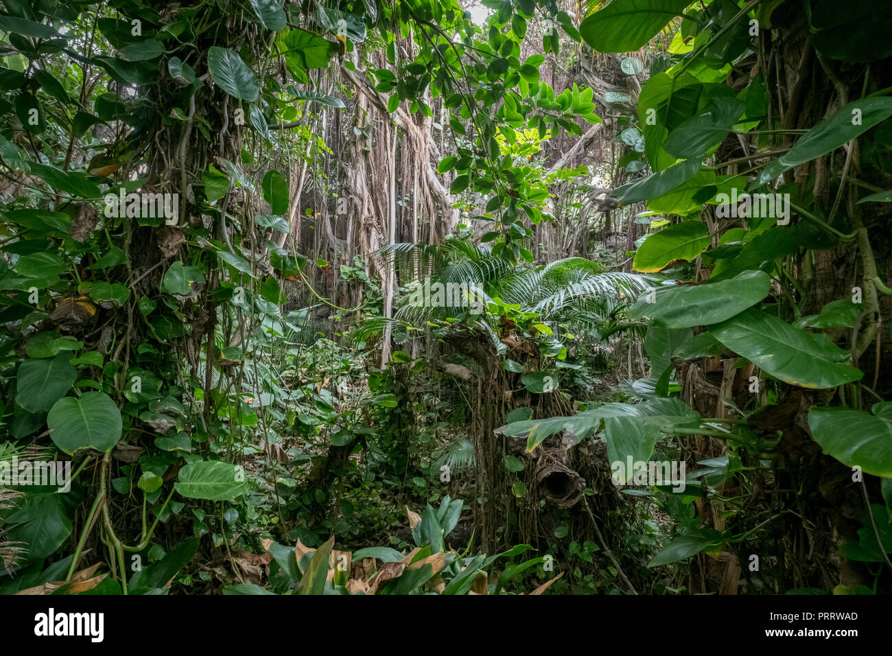 jungle or rainforest, inside tropical forest environment , Stock Photo