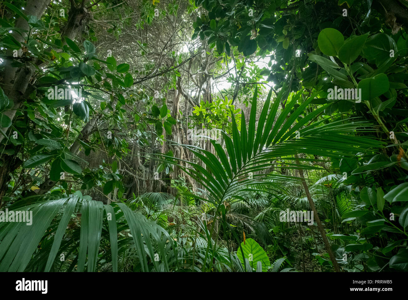 inside rainforest, tropical forest, jungle landscape - Stock Photo