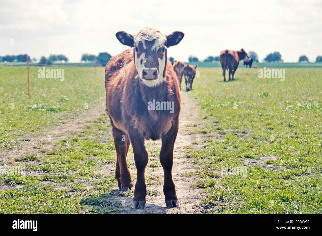 Hereford cow looking at camera in a farm Stock Photo - Alamy