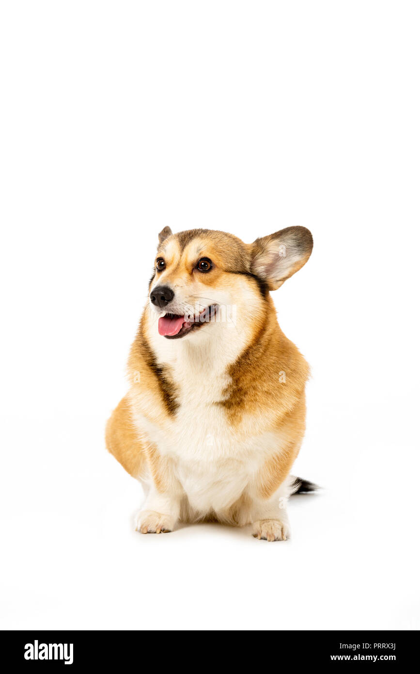 welsh corgi pembroke isolated on white background Stock Photo - Alamy