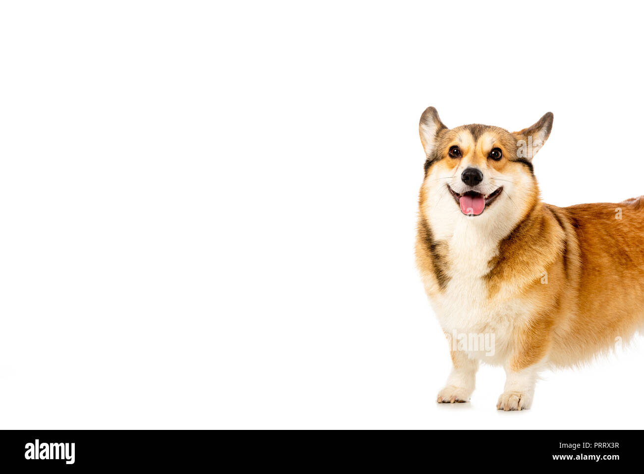 cute welsh corgi pembroke isolated on white background Stock Photo - Alamy