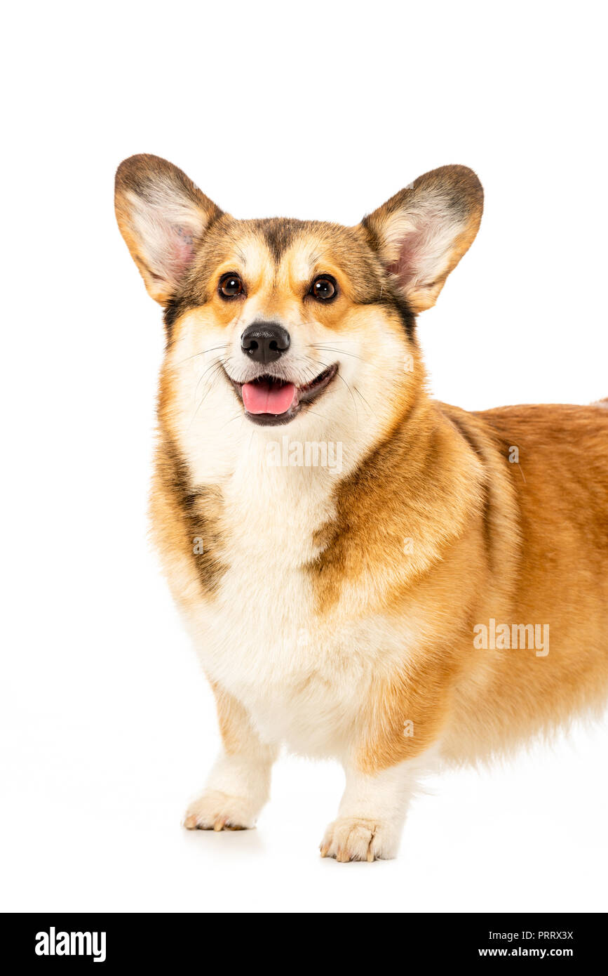 welsh corgi pembroke standing isolated on white background Stock Photo ...