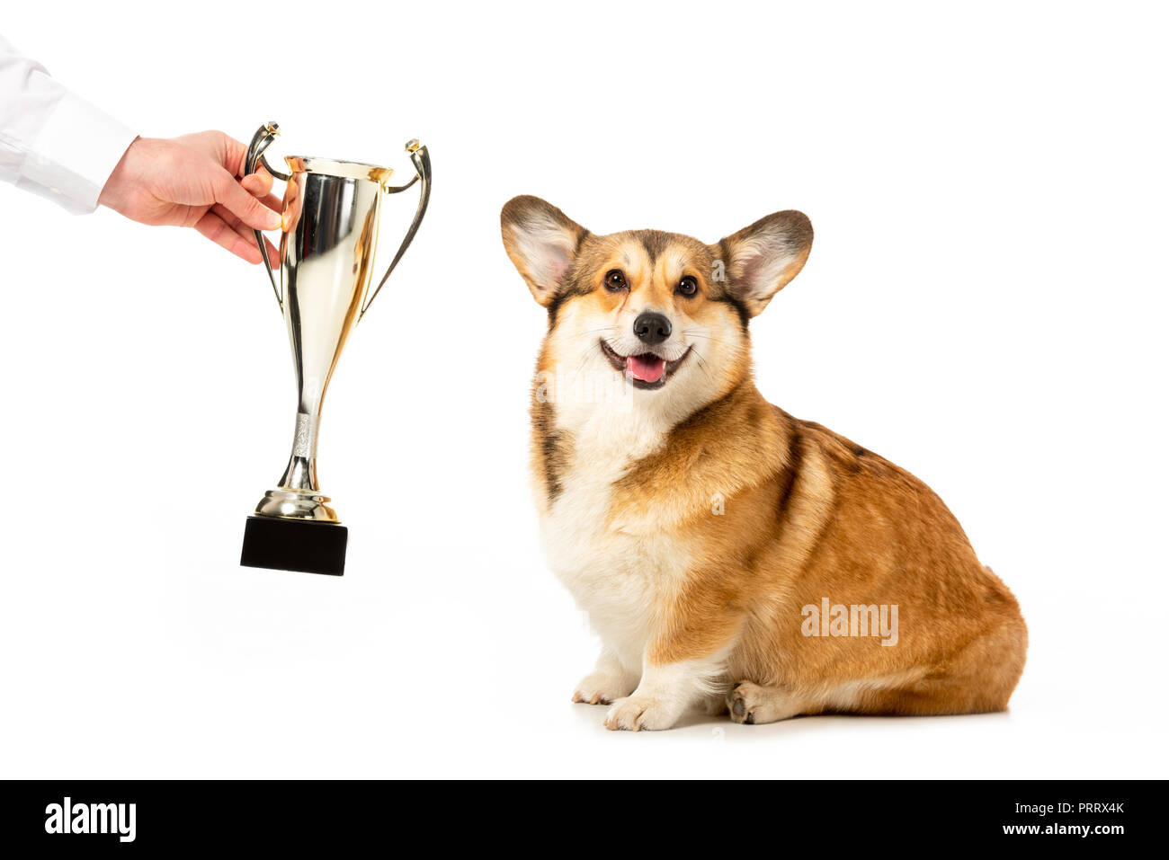 partial view of man giving golden trophy cup to adorable welsh corgi pembroke isolated on white background Stock Photo
