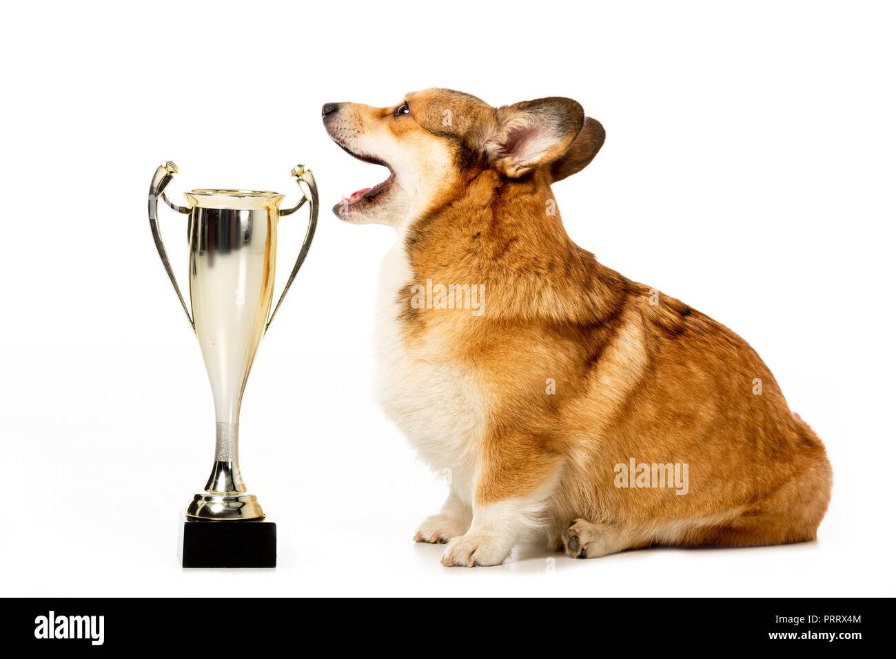 side view of welsh corgi pembroke sitting near golden trophy cup isolated on white background Stock Photo