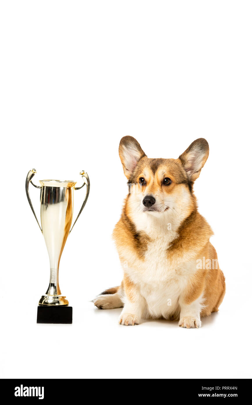 cute corgi sitting near golden trophy cup isolated on white background Stock Photo