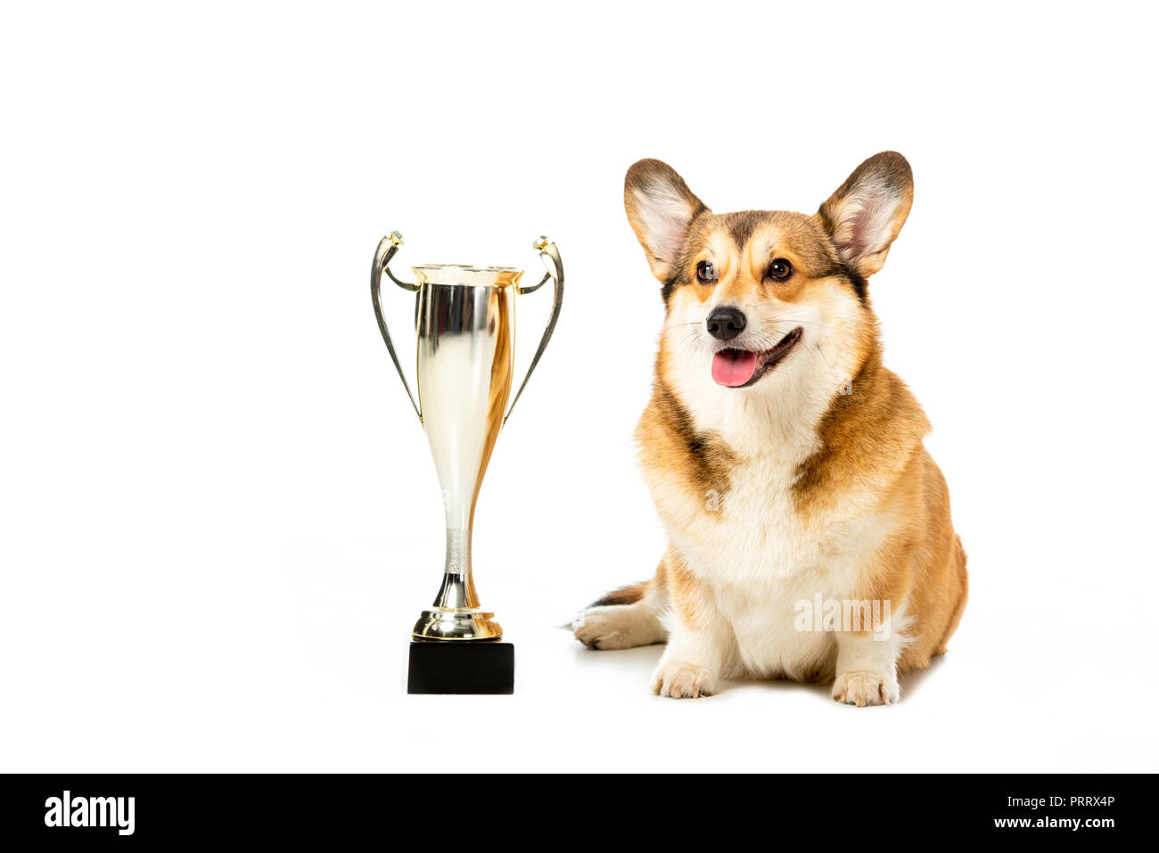 welsh corgi pembroke sitting near golden trophy cup isolated on white background Stock Photo
