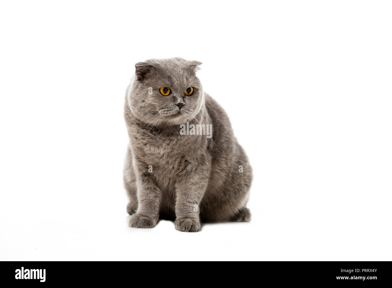 Cute Grey British Shorthair Cat Looking Away Isolated On White