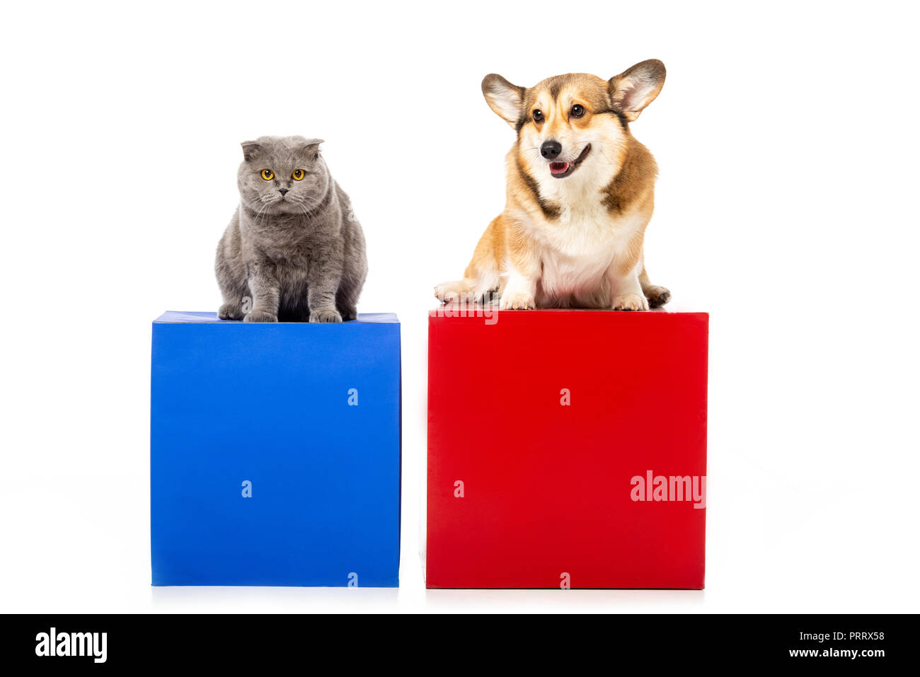 Cute Grey British Shorthair Cat With Welsh Corgi Pembroke Sitting