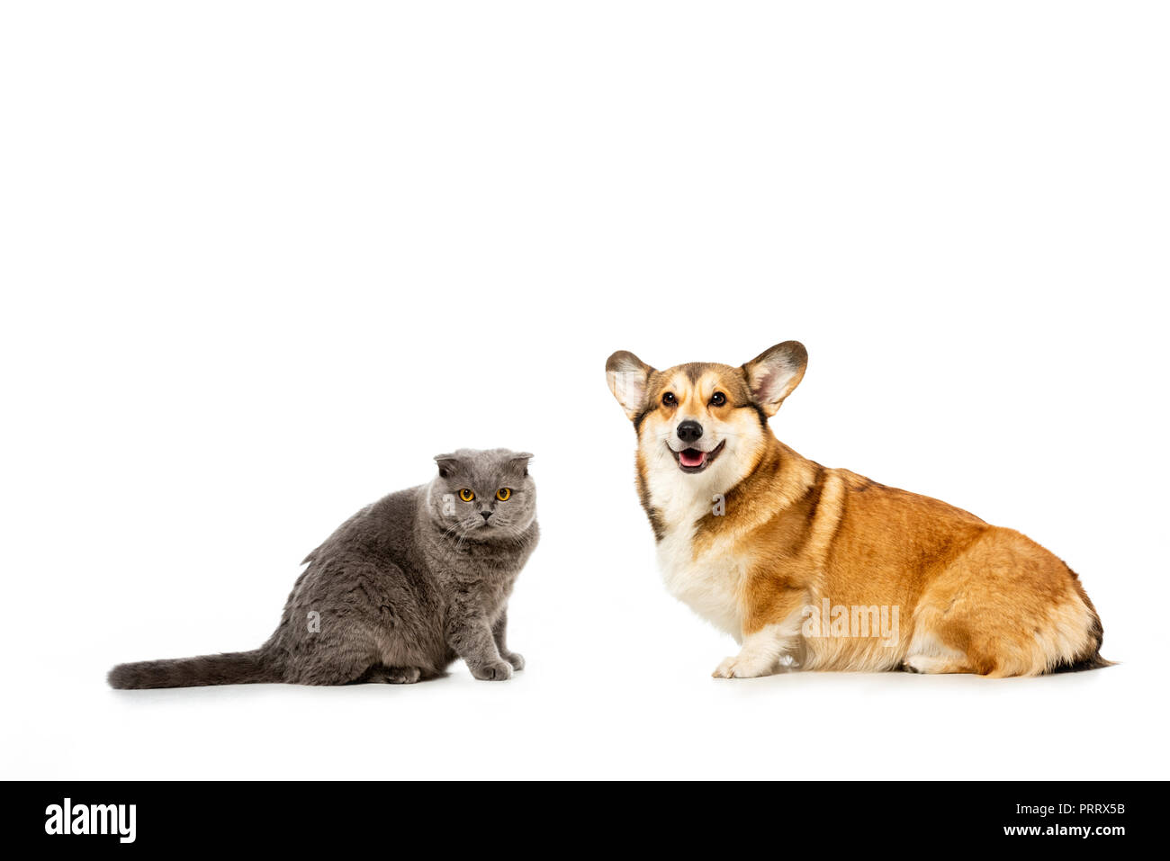 These Cat and Corgi Desktop and Smartphone Wallpapers Will Give You All the  Feels - Brit + Co