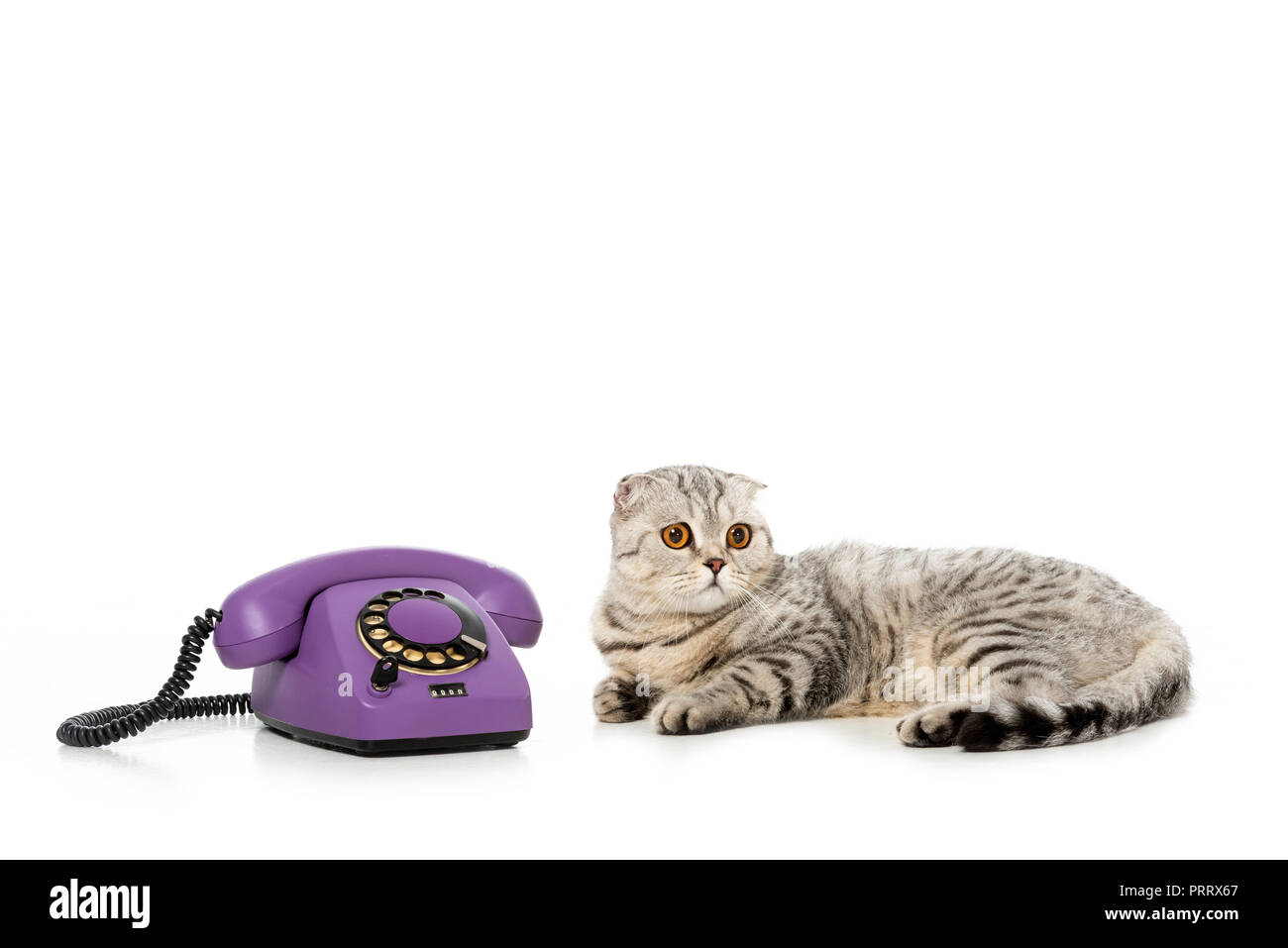 studio shot of cute striped british shorthair cat laying near telephone