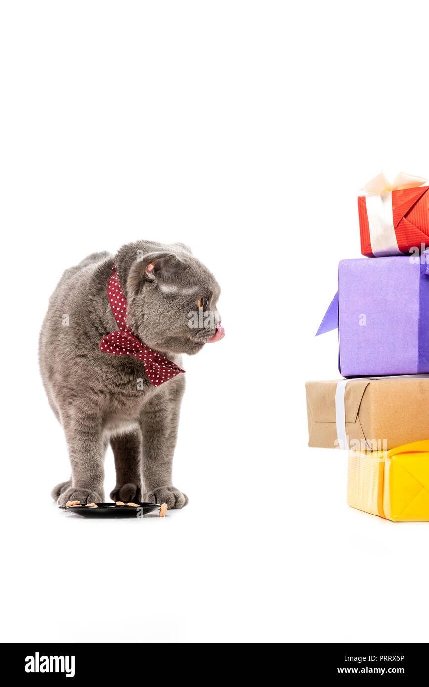 Cute Grey British Shorthair Cat Licking Up Near Plate With Food