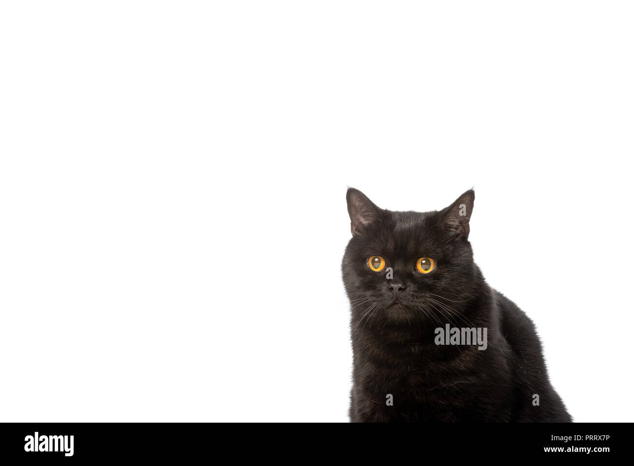 Black British Shorthair Cat Isolated On White Background Stock