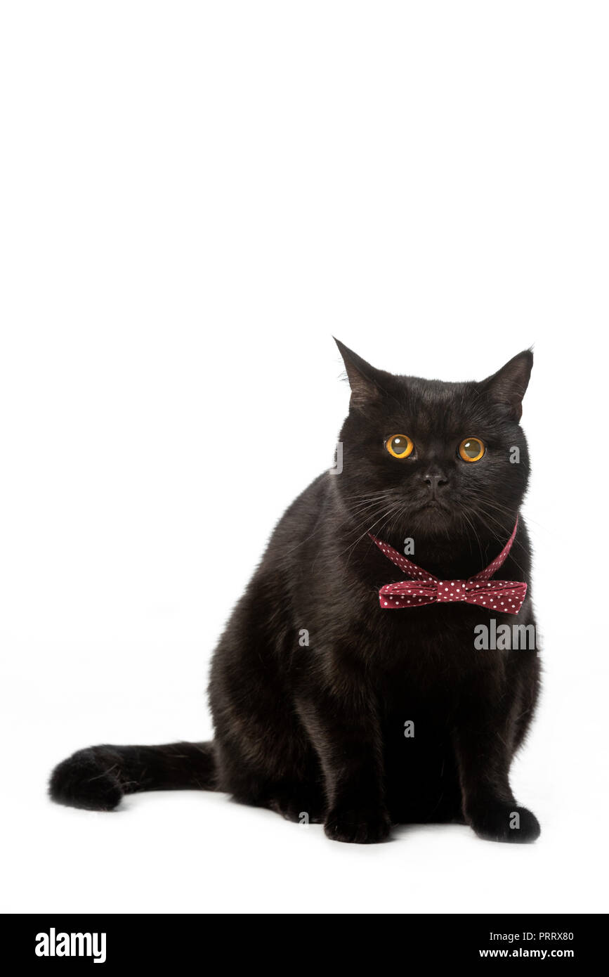 Studio Shot Of Black British Shorthair Cat In Bow Tie Isolated On