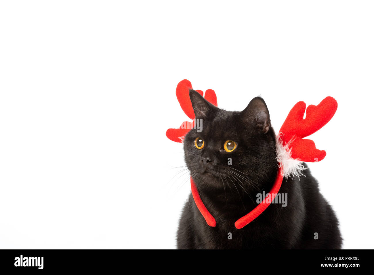 Black British Shorthair Cat In Christmas Horns Isolated On White