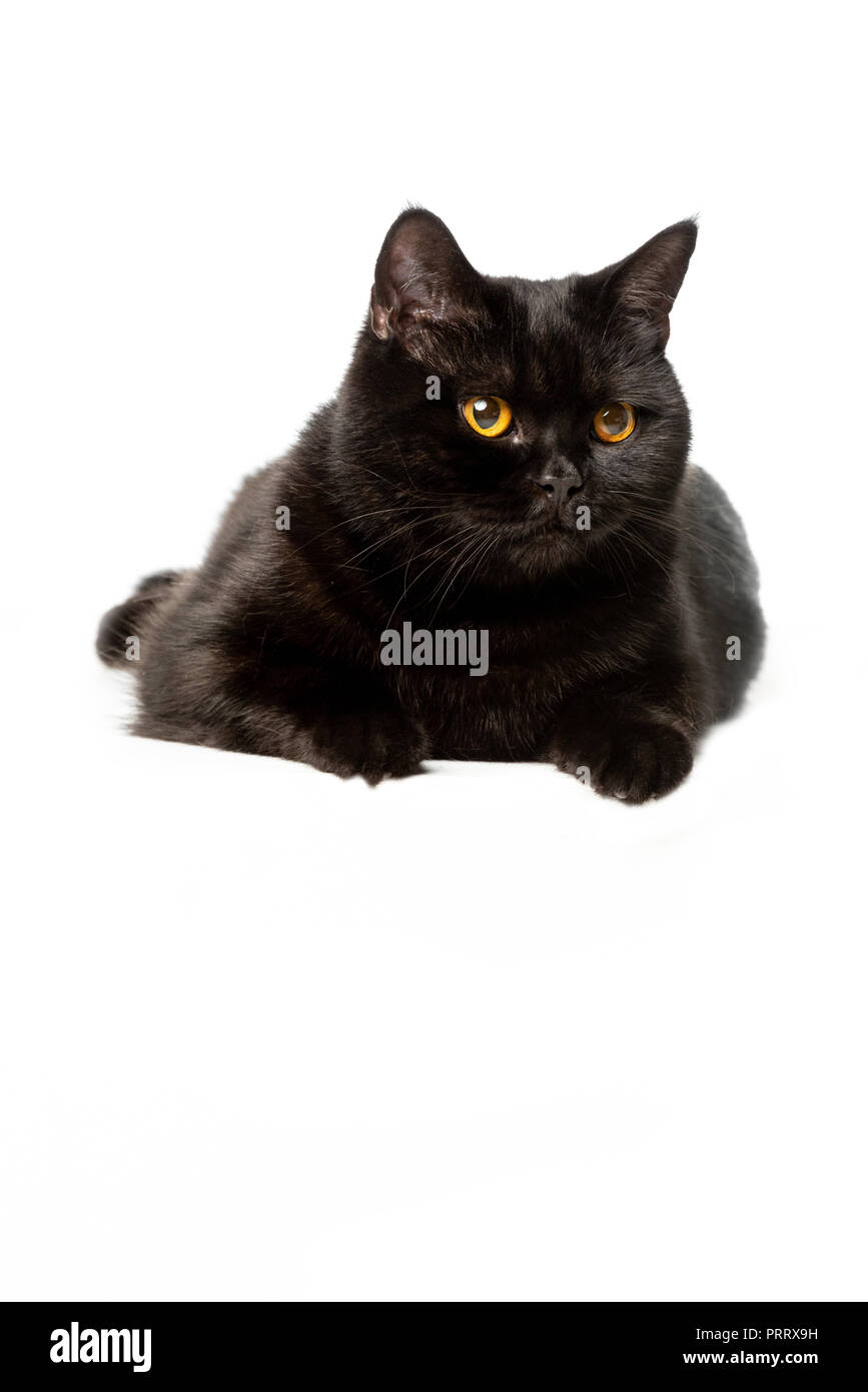 british shorthair black and white