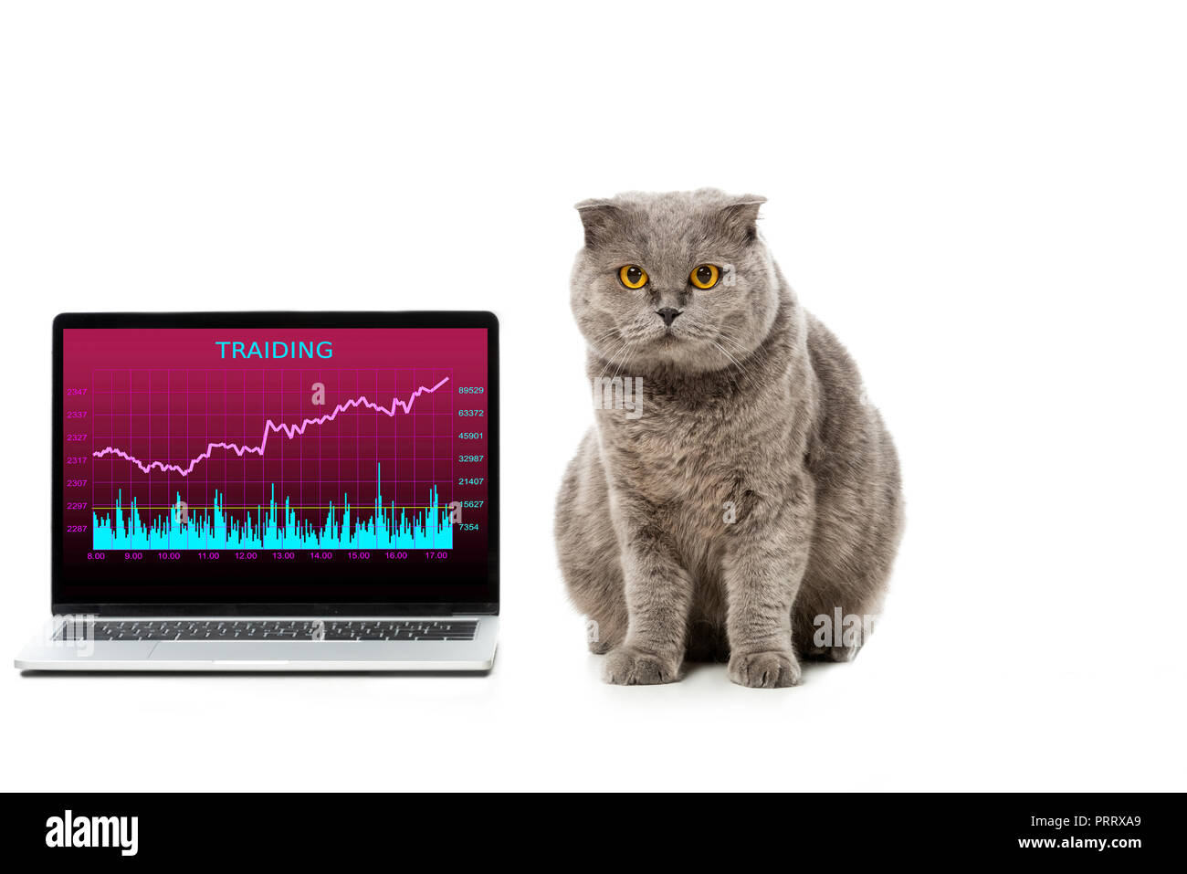 Cute Grey British Shorthair Cat Near Laptop With Trading On Screen